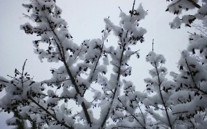 Burning Bush in Winter