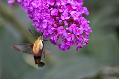 Hummingbird Moth ~ Photo by Dennis Sheehy