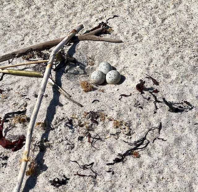 Photo of Piping Plover nest thanks to my brother John Higgins